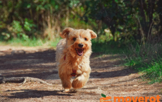 Hundpromenader: enkel vardagsmotion
