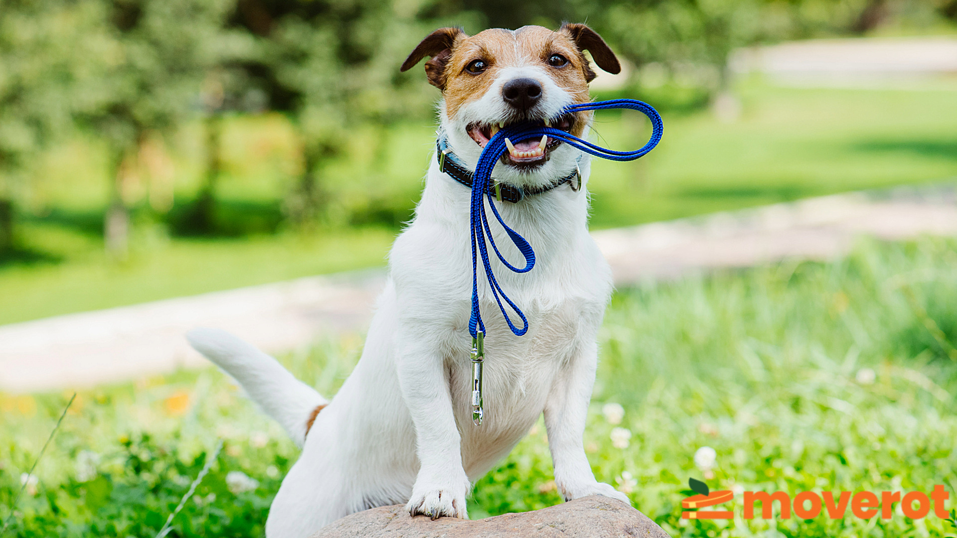 En hundpromenad är ett klockrent exempel på vardagsmotion